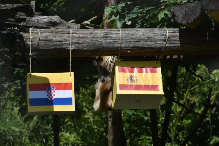 Giboni se ne slažu tko će osvojiti Ligu nacija: Tko će biti u pravu, otac ili kći? 'Vjerujemo Fioni'