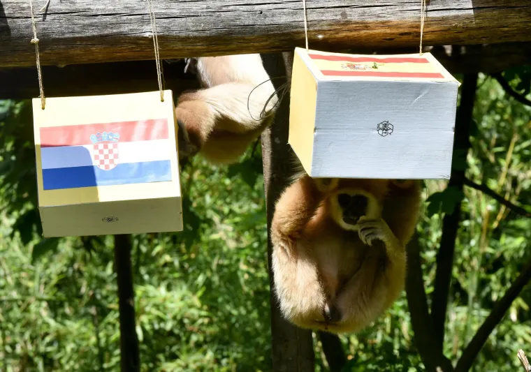 Giboni se ne slažu tko će osvojiti Ligu nacija: Tko će biti u pravu, otac ili kći? 'Vjerujemo Fioni'