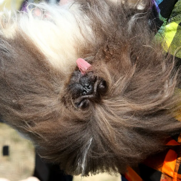 Scooter je i službeno najružniji pas na svijetu. Održan jo&scaron; jedan izbor, kandidati impresivni