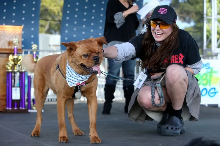 Scooter je i službeno najružniji pas na svijetu. Održan jo&scaron; jedan izbor, kandidati impresivni