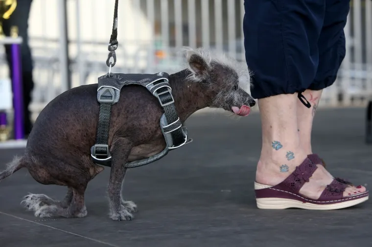 Izabran je najružniji pas na svijetu: Psić Scooter osvojio je srca svih u žiriju, ima jednu doista unikatnu osobinu