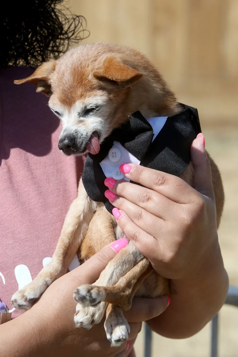 Izabran je najružniji pas na svijetu: Psić Scooter osvojio je srca svih u žiriju, ima jednu doista unikatnu osobinu