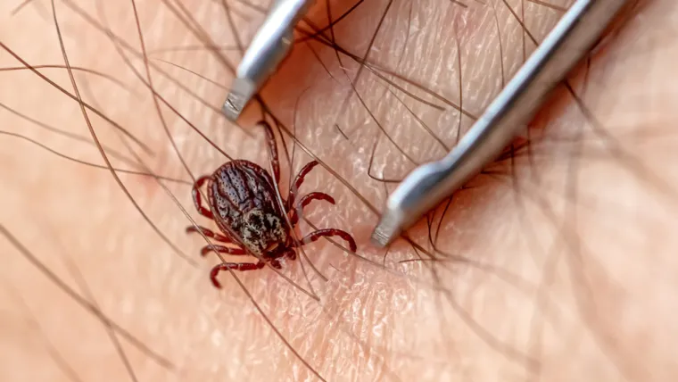 Kada je u pitanju izbjegavanje bolesti koju prenose krpelji, dr. Kaye preporučuje nošenje dugih hlača i dugih rukava te uvlačenje hlača u čarape kada ste u područjima zaraženim krpeljima. &quot;Držite se staza umjesto hodanja kroz visoku travu&quot;, dodala je. Sredstvo protiv insekata bit će vaš najbolji prijatelj u šetnjama šumom, a također je korisno i da nosite svijetle boje kako bi se krpelji lako vidjeli&quot;, dodao je liječnik opće prakse. 