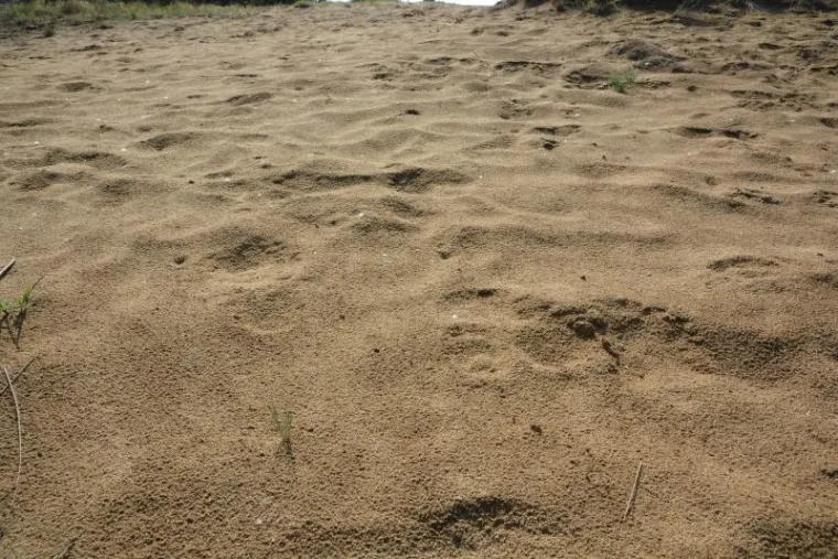 Zašto je pijesak mekan? Malo je stvari ugodnijih od uranjanja bosih nogu u pijesak na plaži. Međutim, za znanstvenike je mekoća pijeska također zbunjujuća, upravo zato što postoji toliko toga o ovoj posebnoj taktilnoj kvaliteti što izmiče razumijevanju. Na primjer, većina ljudi primjećuje kako je pijesak na površini plaže mekši od slojeva ispod, jer su potonji zbijeni. Unatoč tome, znanstvenici su proveli mnogo vremena proučavajući ovaj vrlo uobičajeni materijal i čini se da neka pravila ipak vrijede. Na primjer, što je zrno manje, to je vjerojatnije da će pijesak biti mekan, jer se lakše pomiču. S druge strane, ako su premala, vlaga će ih često zalijepiti, poništavajući osjećaj mekoće.