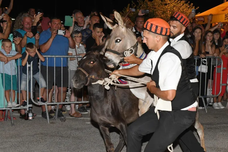 Održana tradicionalna utrka magaraca u Tribunju. Pobijedio Vodičanin Roko, uz bok mu stigla i dva Jakova