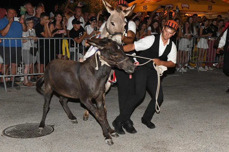 Održana tradicionalna utrka magaraca u Tribunju. Pobijedio Vodičanin Roko, uz bok mu stigla i dva Jakova