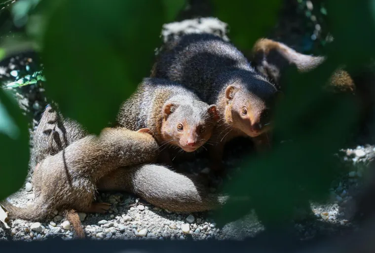 Zagrebački Zoološki vrt ima nove stanovnike! Mladunci patuljastog mungosa uživaju u igri i maženju