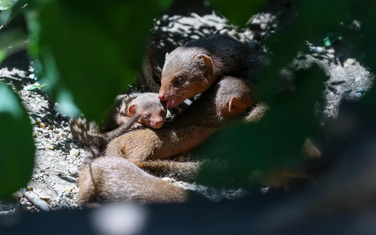 Zagrebački Zoološki vrt ima nove stanovnike! Mladunci patuljastog mungosa uživaju u igri i maženju