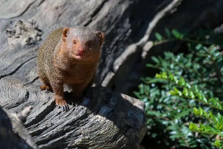 Zagrebački Zoološki vrt ima nove stanovnike! Mladunci patuljastog mungosa uživaju u igri i maženju