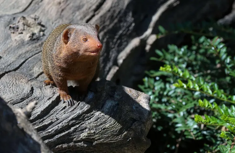 Zagrebački Zoološki vrt ima nove stanovnike! Mladunci patuljastog mungosa uživaju u igri i maženju