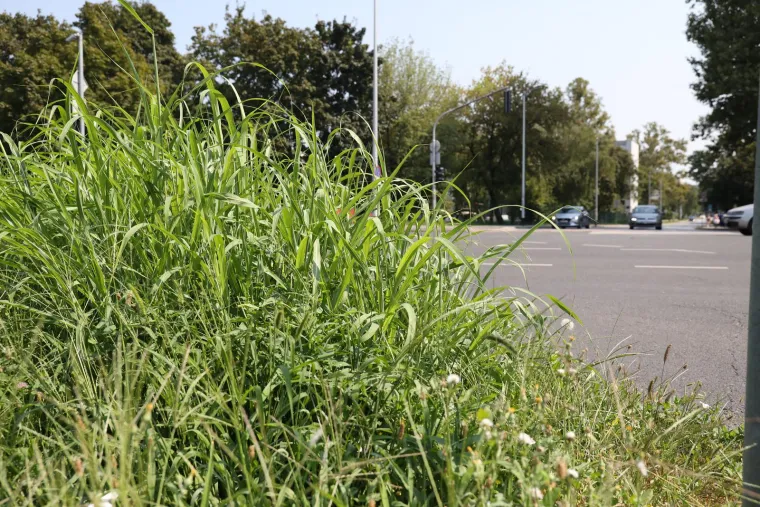 Prepoznajete li ovaj grad? Pretvara se, doslovno, u prašumu... Trebamo li se bojati lavova?