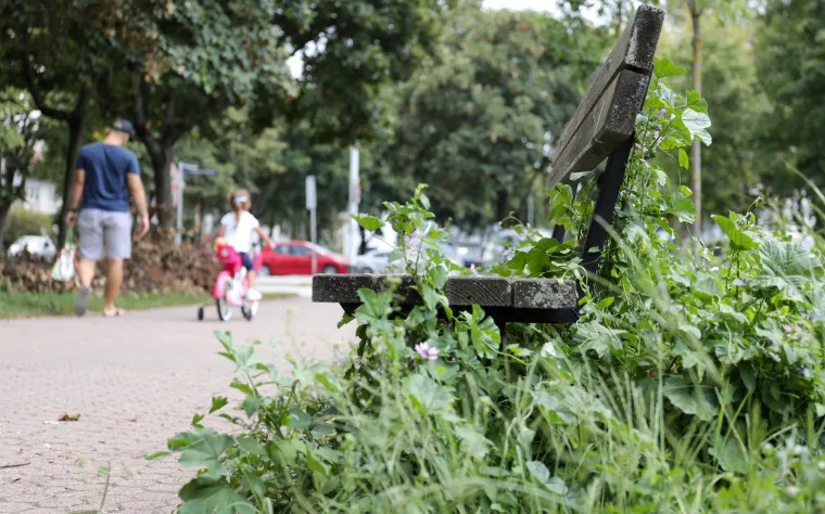 Prepoznajete li ovaj grad? Pretvara se, doslovno, u prašumu... Trebamo li se bojati lavova?