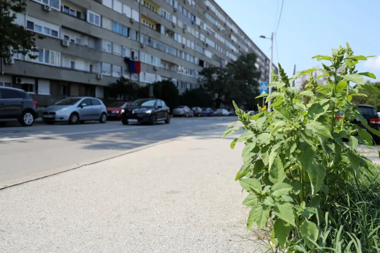 Prepoznajete li ovaj grad? Pretvara se, doslovno, u prašumu... Trebamo li se bojati lavova?