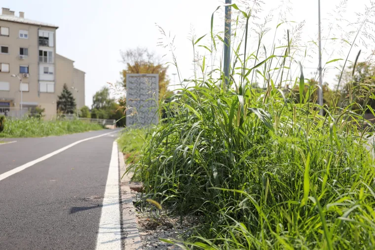Prepoznajete li ovaj grad? Pretvara se, doslovno, u prašumu... Trebamo li se bojati lavova?