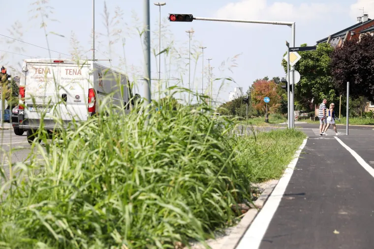 Prepoznajete li ovaj grad? Pretvara se, doslovno, u prašumu... Trebamo li se bojati lavova?