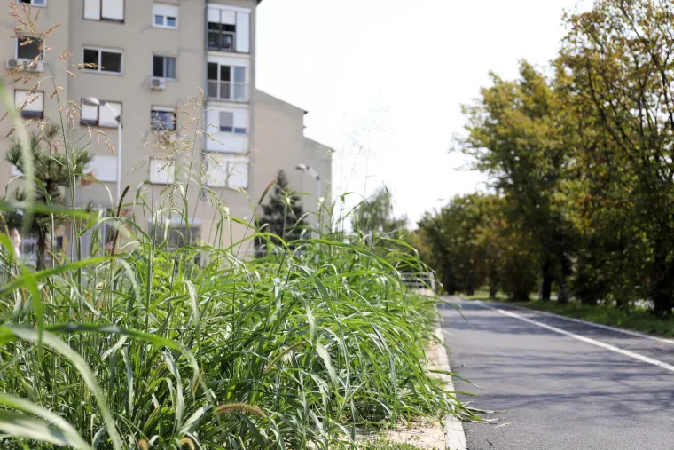 Prepoznajete li ovaj grad? Pretvara se, doslovno, u prašumu... Trebamo li se bojati lavova?