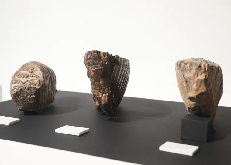 Mamut iz posljednjeg ledenog doba stigao u Šibenik. Našim krajem ovaj div hodao je prije 96.000 godina