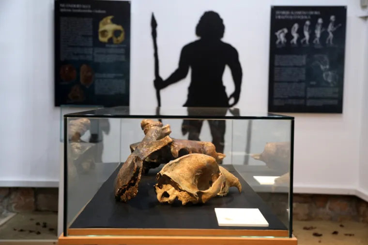 Mamut iz posljednjeg ledenog doba stigao u Šibenik. Našim krajem ovaj div hodao je prije 96.000 godina