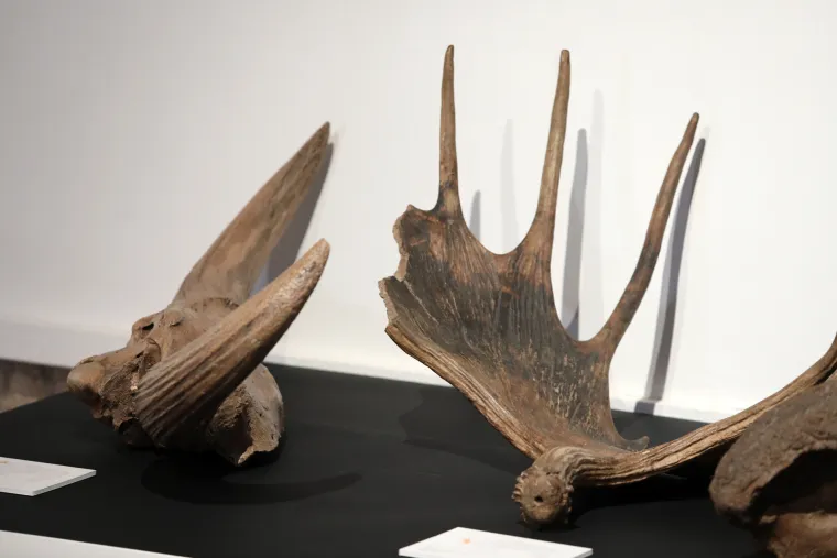 Mamut iz posljednjeg ledenog doba stigao u Šibenik. Našim krajem ovaj div hodao je prije 96.000 godina