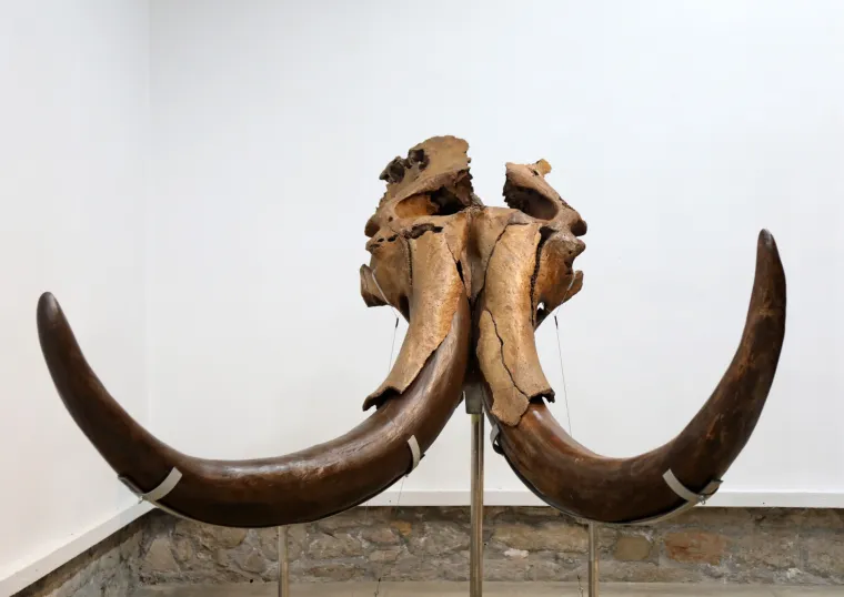 Mamut iz posljednjeg ledenog doba stigao u Šibenik. Našim krajem ovaj div hodao je prije 96.000 godina