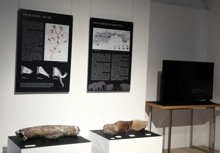 Mamut iz posljednjeg ledenog doba stigao u Šibenik. Našim krajem ovaj div hodao je prije 96.000 godina