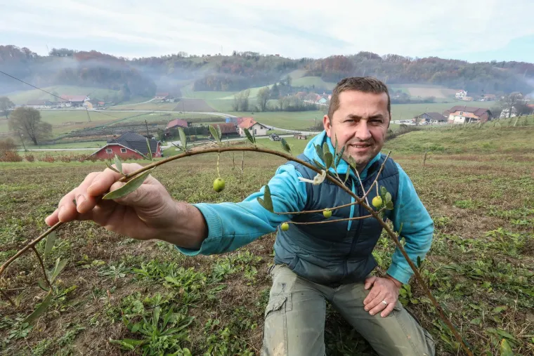 maslinar iz Hrvatskog Zagorja