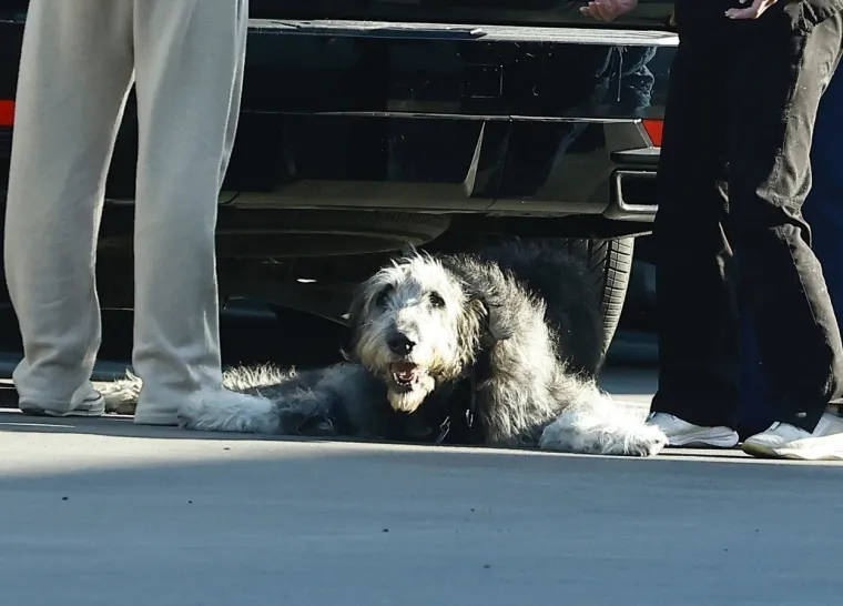 Heidi Klum i Tom Kaulitz doveli su svojeg voljenog udomljenog psa veterinaru, izgledao je kao da je u lo&scaron;em stanju