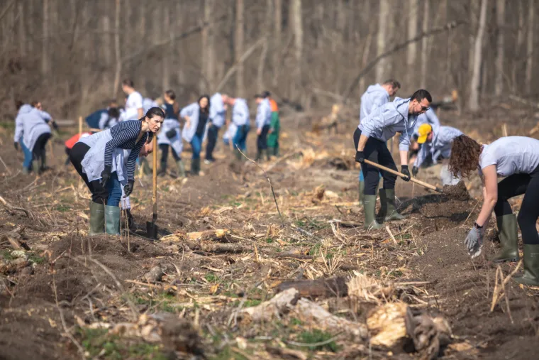 Dukatov projekt po&scaron;umljavanja obnavlja najveću &scaron;umu hrasta lužnjaka u Europi