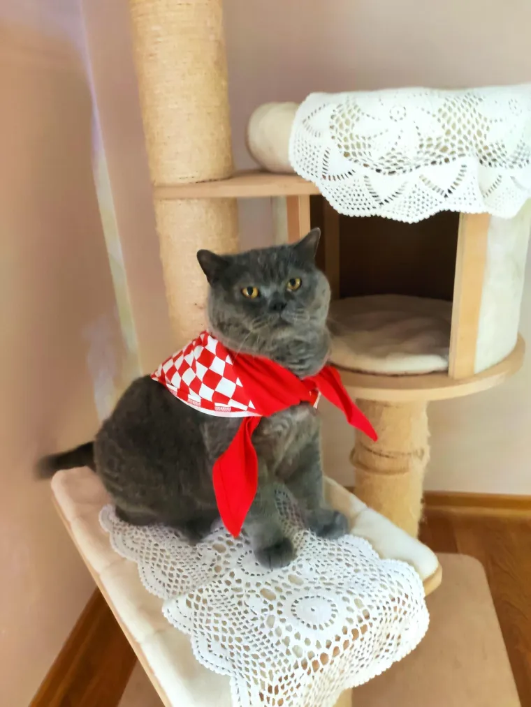 Uzbuđenje na vrhuncu! Tabletići su isheklani te ispeglani za dana&scaron;nje finale Eurosonga