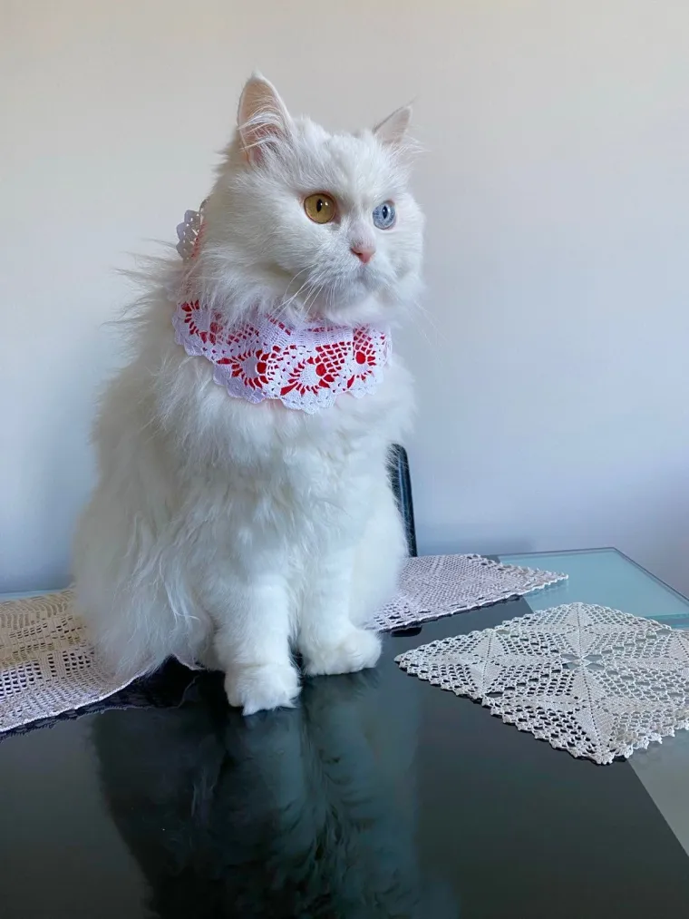 Uzbuđenje na vrhuncu! Tabletići su isheklani te ispeglani za dana&scaron;nje finale Eurosonga