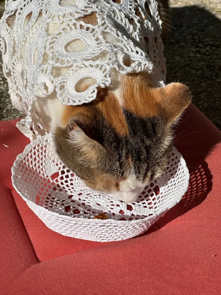 Podr&scaron;ka Baby Lasagni nikad veća. Tabletićmanija zavladala Hrvatskom. Pogledajte &scaron;to ste nam sve poslali