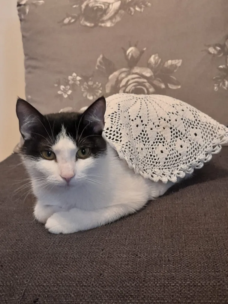 Podr&scaron;ka Baby Lasagni nikad veća. Tabletićmanija zavladala Hrvatskom. Pogledajte &scaron;to ste nam sve poslali