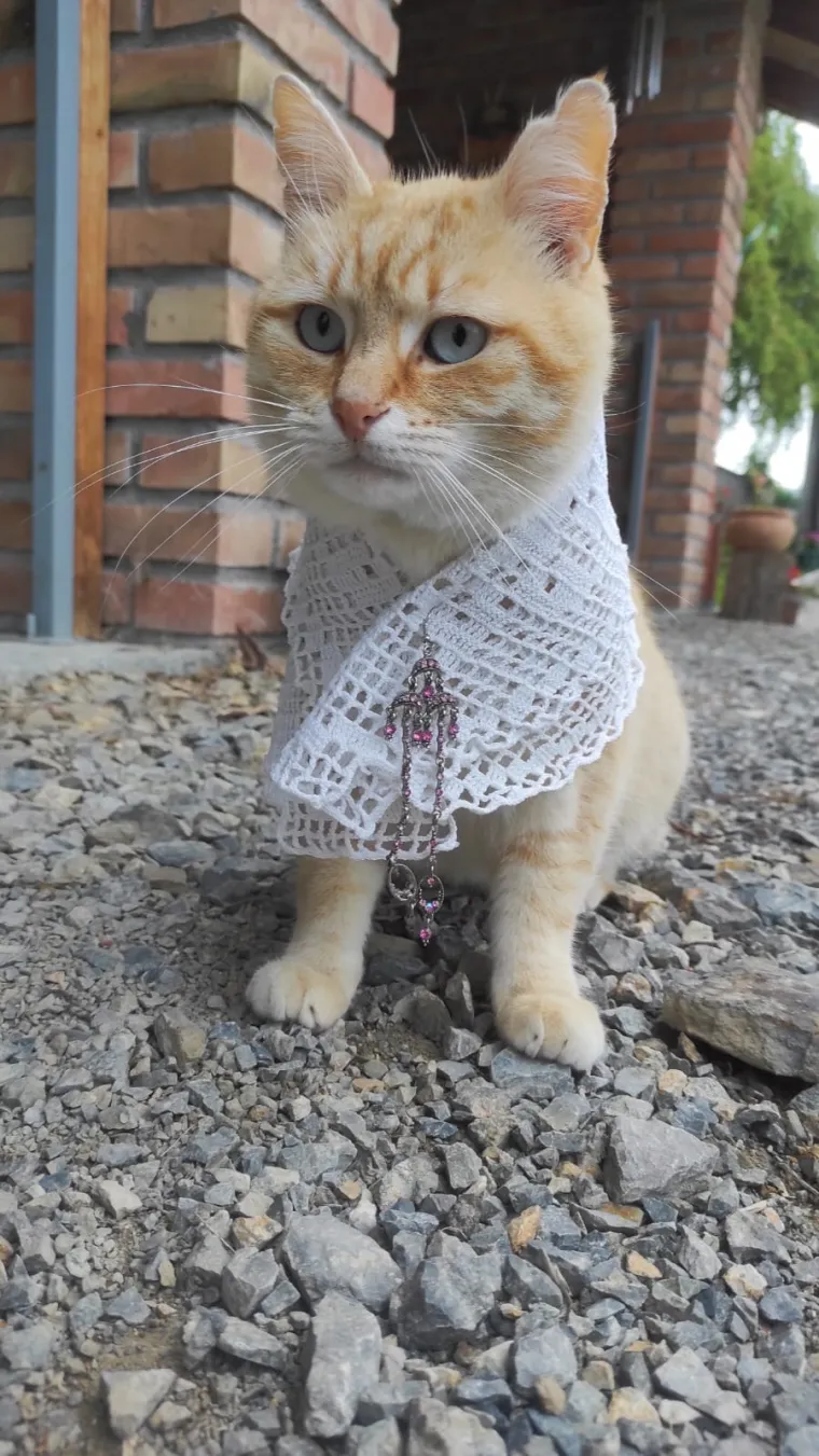 Podr&scaron;ka Baby Lasagni nikad veća. Tabletićmanija zavladala Hrvatskom. Pogledajte &scaron;to ste nam sve poslali