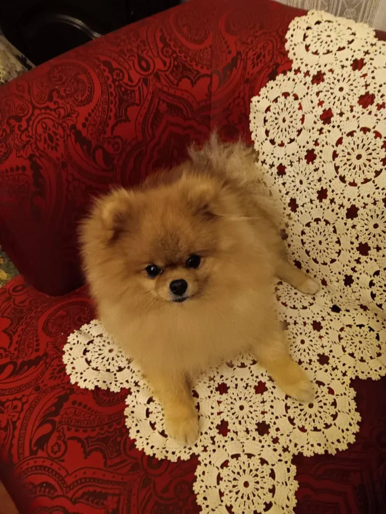 Podr&scaron;ka Baby Lasagni nikad veća. Tabletićmanija zavladala Hrvatskom. Pogledajte &scaron;to ste nam sve poslali