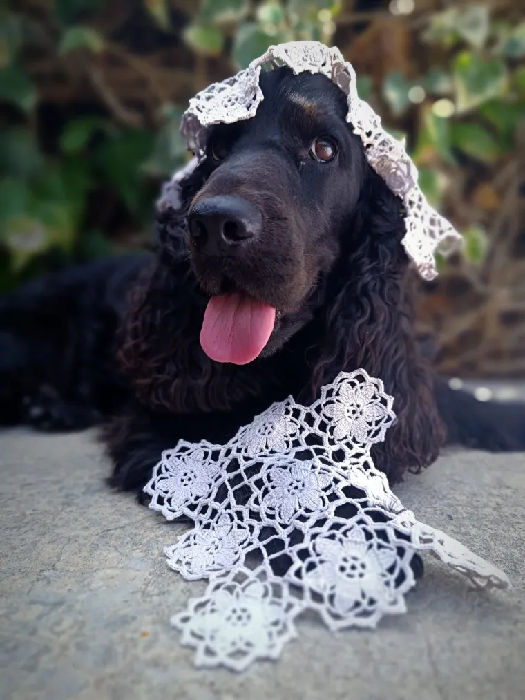 Podr&scaron;ka Baby Lasagni nikad veća. Tabletićmanija zavladala Hrvatskom. Pogledajte &scaron;to ste nam sve poslali