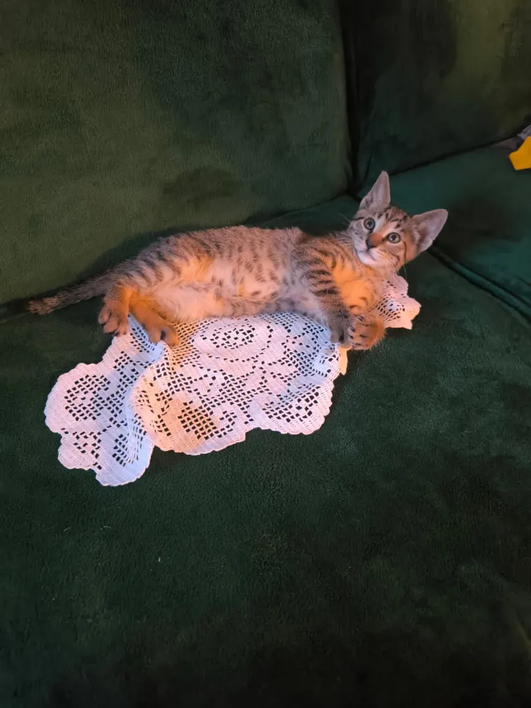 Podr&scaron;ka Baby Lasagni nikad veća. Tabletićmanija zavladala Hrvatskom. Pogledajte &scaron;to ste nam sve poslali