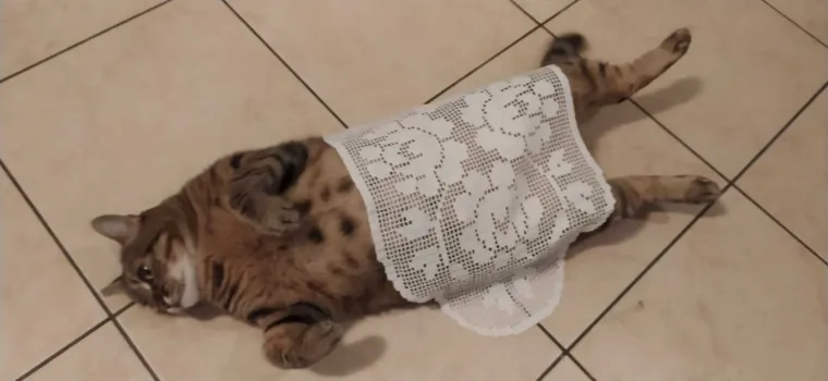 Podr&scaron;ka Baby Lasagni nikad veća. Tabletićmanija zavladala Hrvatskom. Pogledajte &scaron;to ste nam sve poslali