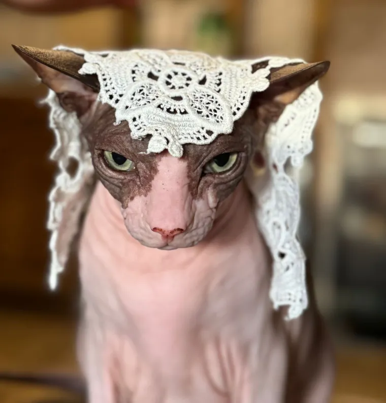 Podr&scaron;ka Baby Lasagni nikad veća. Tabletićmanija zavladala Hrvatskom. Pogledajte &scaron;to ste nam sve poslali