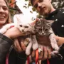 Šesta godišnjica  udruge Hrabre njuške: Proslavili ljubav prema napuštenim mačkama
