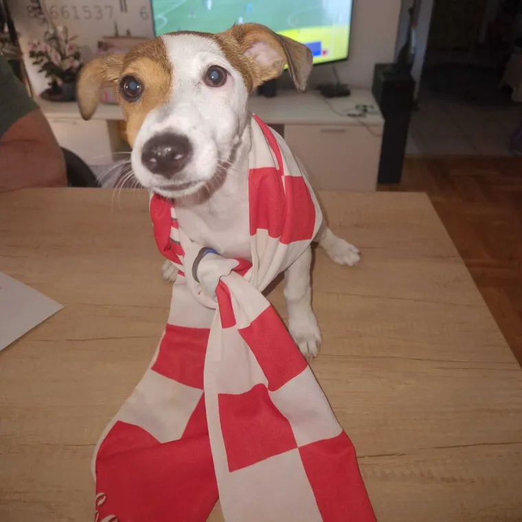 Ovo su najbolje fotografije 'Navijačke groznice' nakon prvog kruga Eura