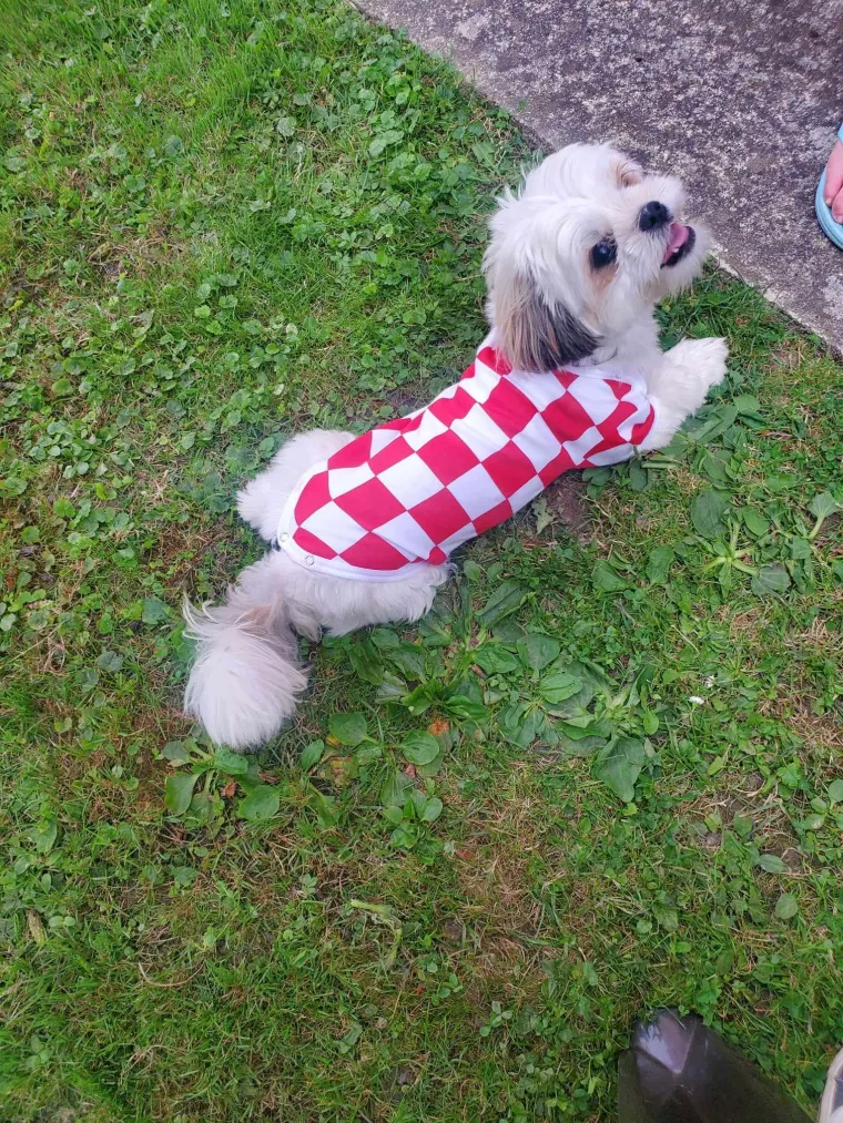 Ovo su najbolje fotografije 'Navijačke groznice' nakon prvog kruga Eura