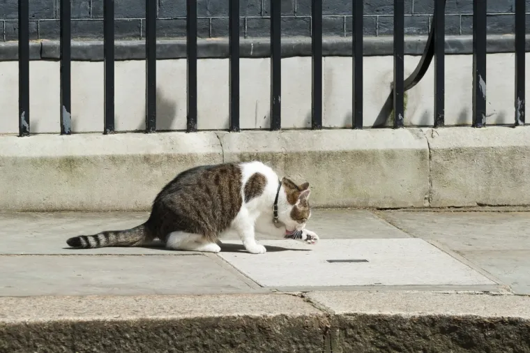 Mačak Larry, apsolutni vladar Downing Streeta, mogao bi ovih dana dočekati svojeg šestog premijera