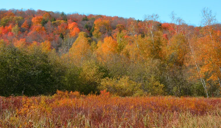 10. Toplinski val u istočnoj Sjevernoj Americi:

Ljeto 1896. bilo je razorno za Amerikance koji su živjeli na istočnoj obali, a posebno one u New Yorku. Sredinom kolovoza grad je pogodio toplinski val koji je trajao deset dana. 
