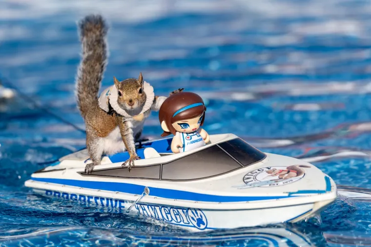 Naučili su vjeverice da skijaju na vodi: Doslovno rade za kikiriki, ali se zbog toga nimalo ne žale