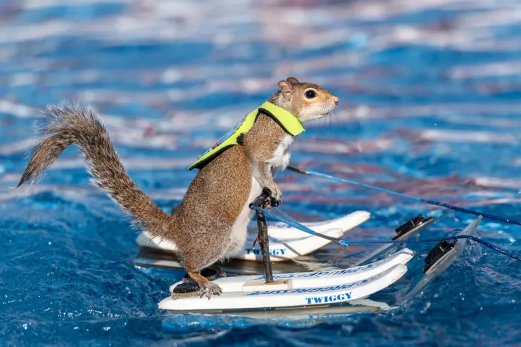 Naučili su vjeverice da skijaju na vodi: Doslovno rade za kikiriki, ali se zbog toga nimalo ne žale