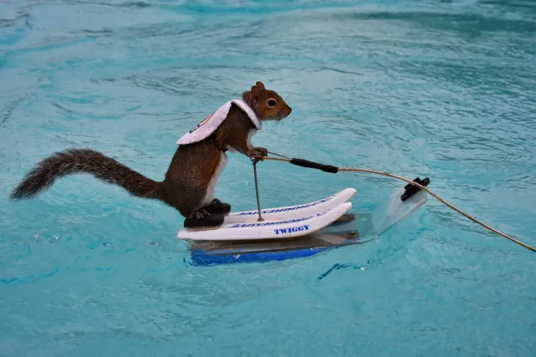 Naučili su vjeverice da skijaju na vodi: Doslovno rade za kikiriki, ali se zbog toga nimalo ne žale