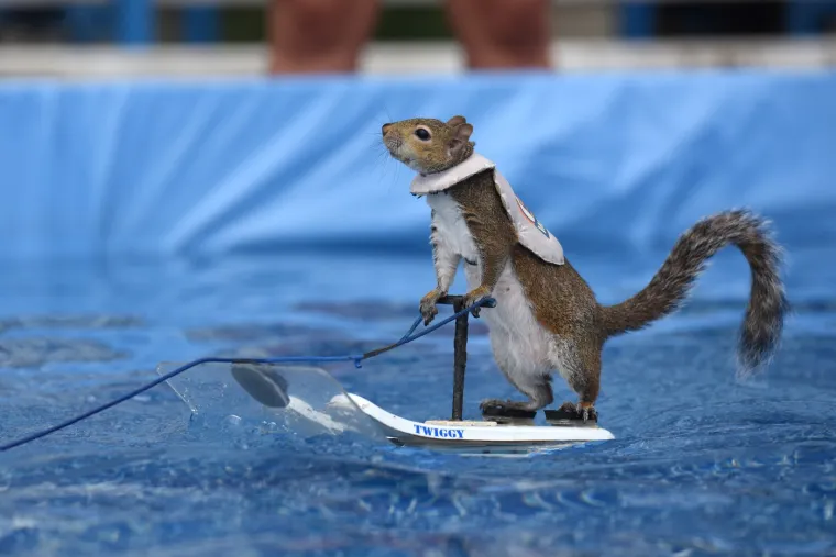 Naučili su vjeverice da skijaju na vodi: Doslovno rade za kikiriki, ali se zbog toga nimalo ne žale