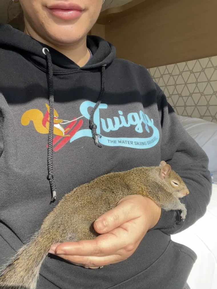 Naučili su vjeverice da skijaju na vodi: Doslovno rade za kikiriki, ali se zbog toga nimalo ne žale