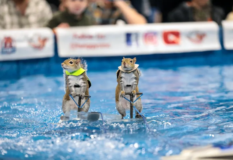 Naučili su vjeverice da skijaju na vodi: Doslovno rade za kikiriki, ali se zbog toga nimalo ne žale