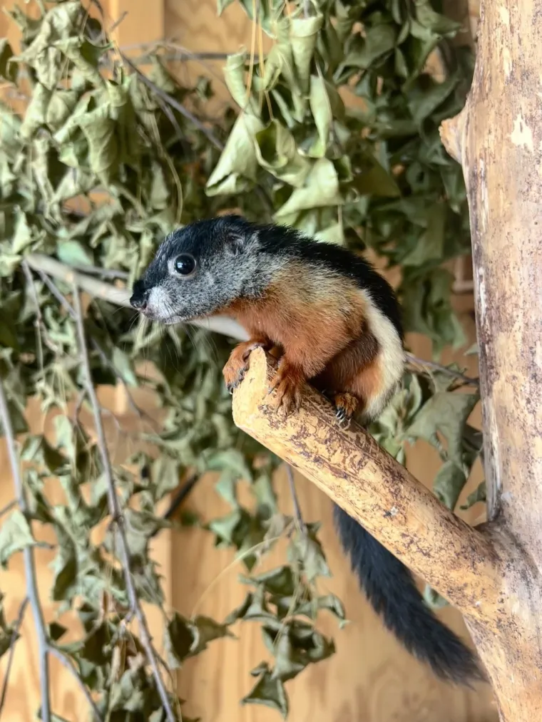 Naučili su vjeverice da skijaju na vodi: Doslovno rade za kikiriki, ali se zbog toga nimalo ne žale